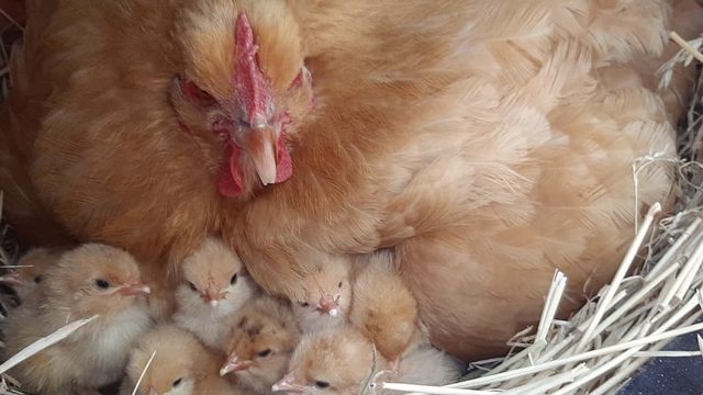 Buff Orpington hen with chicks